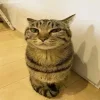 🐱 Эмодзи «Mr Penis Emoji» для Telegram