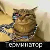 😘 Эмодзи «Mr Penis Emoji» для Telegram