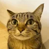 😼 Эмодзи «Mr Penis Emoji» для Telegram
