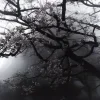 🤩 Эмодзи «Muichiro Tokito - Муичиро Токито - персонаж из Клинок Рассекающий Демонов» для Telegram