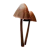 🍄 Эмодзи «Грибной Пиздец» для Telegram