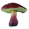 🍄 Эмодзи «Грибной Пиздец» для Telegram