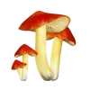 🍄 Эмодзи «Грибной Пиздец» для Telegram
