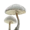 🍄 Эмодзи «Грибной Пиздец» для Telegram