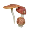 🍄 Эмодзи «Грибной Пиздец» для Telegram
