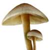 🍄 Эмодзи «Грибной Пиздец» для Telegram