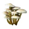 🍄 Эмодзи «Грибной Пиздец» для Telegram
