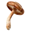 🍄 Эмодзи «Грибной Пиздец» для Telegram