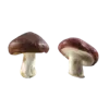 🍄 Эмодзи «Грибной Пиздец» для Telegram
