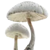 🍄 Эмодзи «Грибной Пиздец» для Telegram