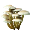 🍄 Эмодзи «Грибной Пиздец» для Telegram