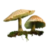 🍄 Эмодзи «Грибной Пиздец» для Telegram