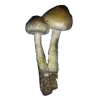 🍄 Эмодзи «Грибной Пиздец» для Telegram