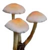 🍄 Эмодзи «Грибной Пиздец» для Telegram