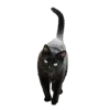 🐱 Эмодзи «Адель» для Telegram