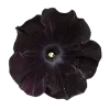 🌸 Эмодзи «Адель» для Telegram