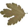 🍁 Эмодзи «Адель» для Telegram