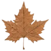 🍁 Эмодзи «Адель» для Telegram