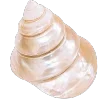 🐚 Эмодзи «Golden Pearl» для Telegram