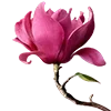 🌷 Эмодзи «Nature» для Telegram