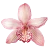🌸 Эмодзи «Nature» для Telegram