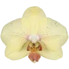 🌸 Эмодзи «Nature» для Telegram
