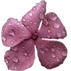 🌸 Эмодзи «Nature» для Telegram