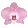 🌸 Эмодзи «Nature» для Telegram