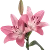 🌺 Эмодзи «Nature» для Telegram