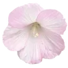 🌸 Эмодзи «Nature» для Telegram