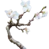 🌸 Эмодзи «Nature» для Telegram