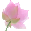 🪷 Эмодзи «Nature» для Telegram