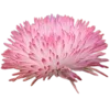 🌸 Эмодзи «Nature» для Telegram