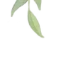 🌿 Эмодзи «Nature» для Telegram