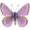 🌟 Эмодзи «Nature» для Telegram