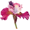 🤩 Эмодзи «Nature» для Telegram