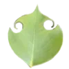 🌱 Эмодзи «Nature» для Telegram