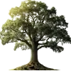 🤩 Эмодзи «Nature» для Telegram