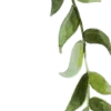 🌿 Эмодзи «Nature» для Telegram