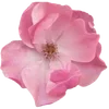 🌟 Эмодзи «Nature» для Telegram