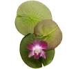 🤩 Эмодзи «Nature» для Telegram