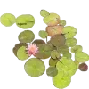 🤩 Эмодзи «Nature» для Telegram