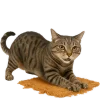🐱 Эмодзи «Непослушный кот» для Telegram
