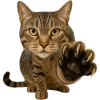 🐱 Эмодзи «Непослушный кот» для Telegram