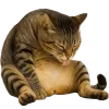 😋 Эмодзи «Непослушный кот» для Telegram