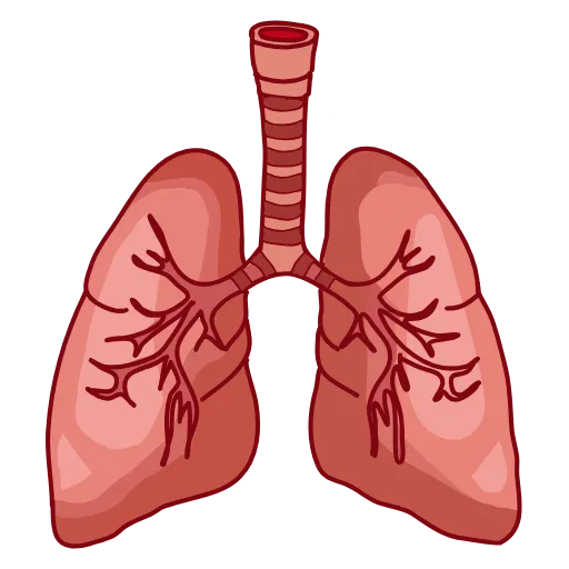 🫁 Эмодзи «Medicine emoji - пак медицинских иконок с органами» для Telegram