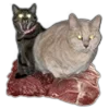 🐈 Эмодзи «World Is Not» для Telegram
