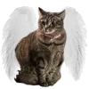 😿 Эмодзи «World Is Not» для Telegram