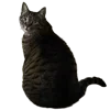 🐈‍⬛ Эмодзи «Wake Up» для Telegram