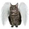 🐈‍⬛ Эмодзи «Wake Up» для Telegram